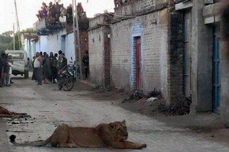 Напуганные жители индийской деревни сидели на крышах, пока разъяренная львица охотилась на корову