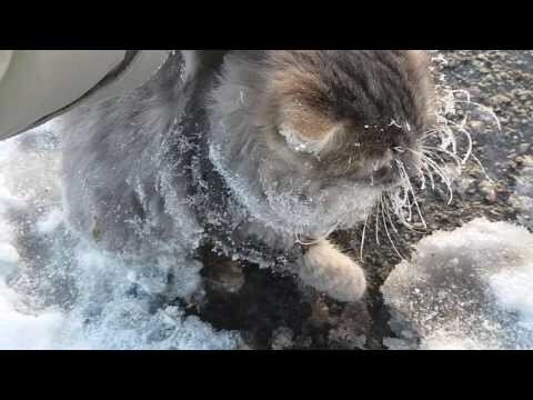 Спасение кошки вмерзшей в лед