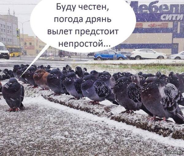 Немного о погоде в России, животные потянулись на юга