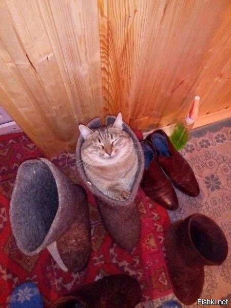 Как дома