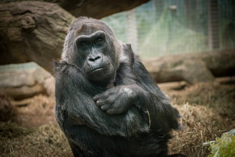 Старейшей горилле в мире исполнилось 60 лет