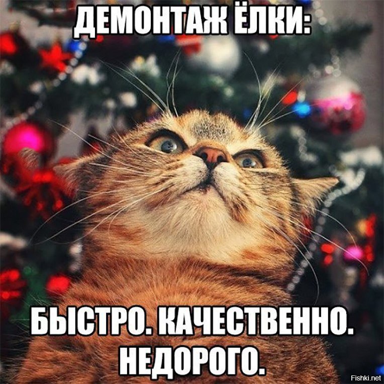 Из солянки