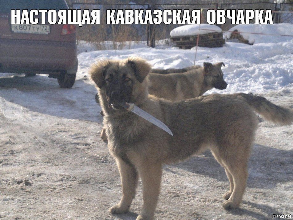 Из солянки