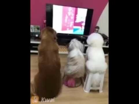 Собаки смотрят мультфильмы