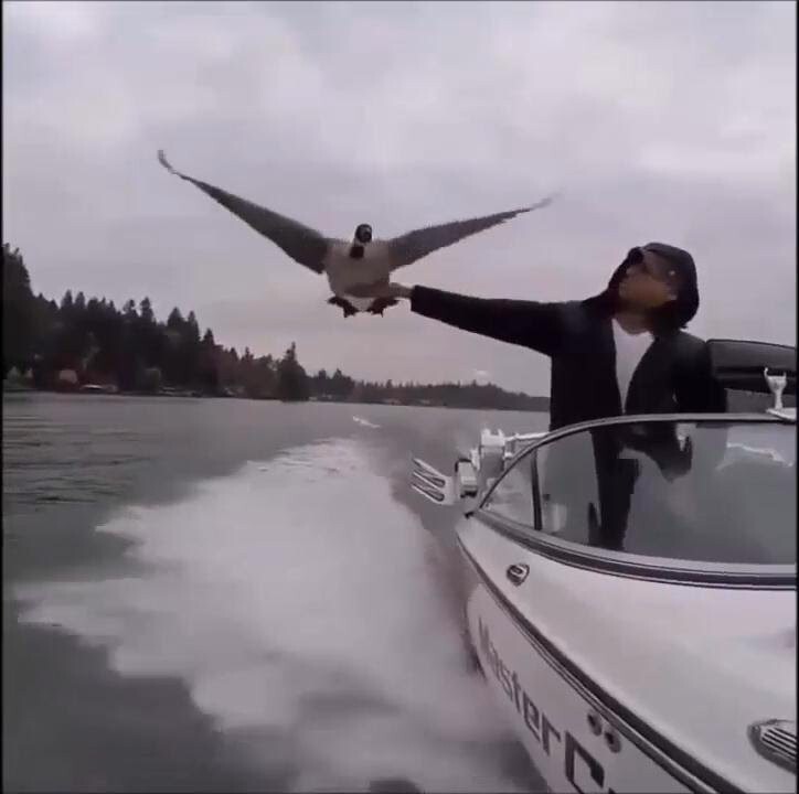 Уставшая птица решила прокатиться на лодке