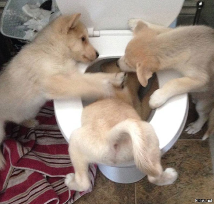 Из солянки