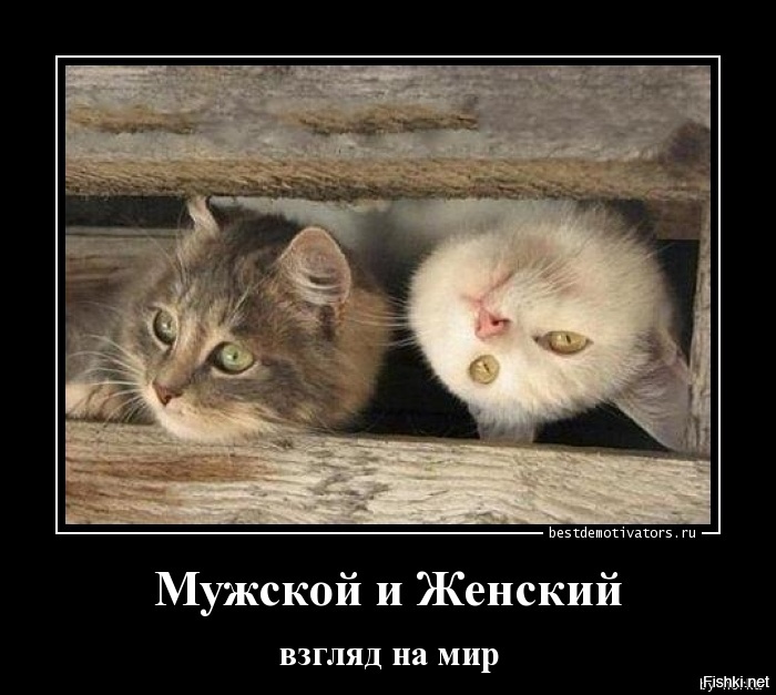 Из солянки