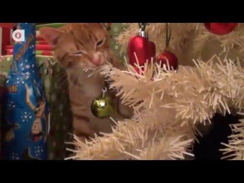 Котики и новогодние ёлочки