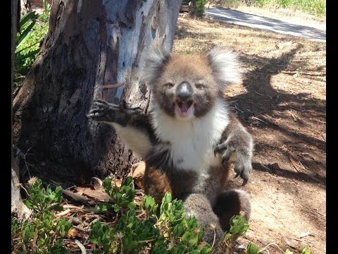 Маленькая коала громко расплакалась в схватке с большим сородичем