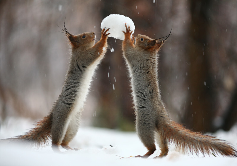 Животные тоже играют в снежки!