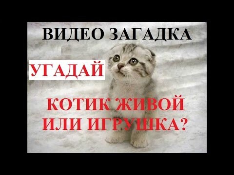 Забавные кошки 2016. Котенка прибило не по детски.