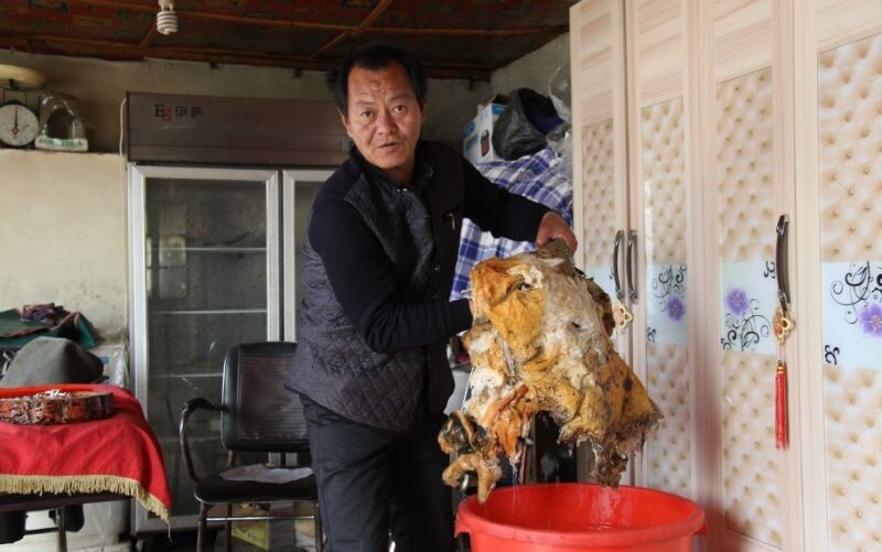 Везучий китаец нашел огромный гриб бессмертия