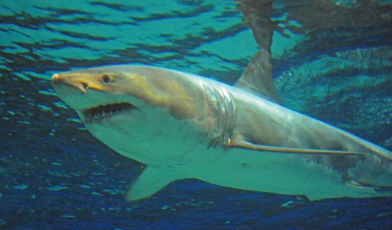 Единственная большая белая акула в мире, пойманная взрослой, умерла в Японии