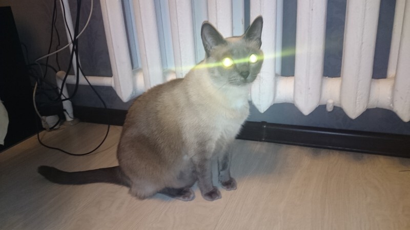 зеленое котэ