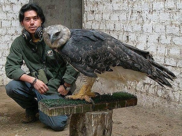 Это - орел Гарпии. Самый большой орел в мире