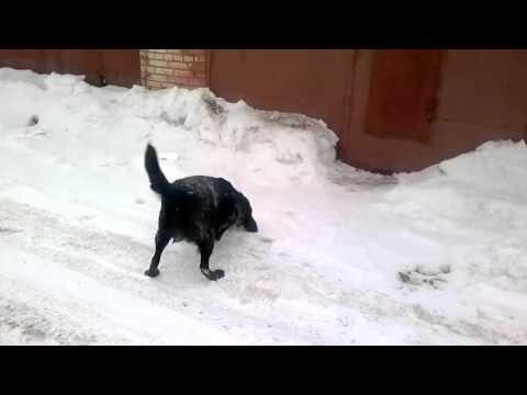 Пёс радуется снегу