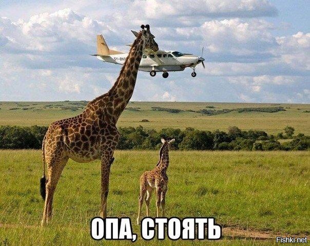 Из солянки
