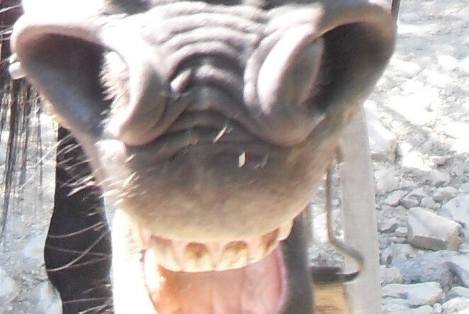 Инопланетное нечто на Кавказе