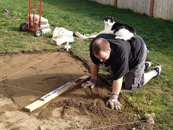 Кошки, которым наплевать на ваше личное пространство