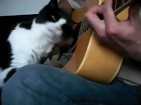 Кот знает как получить удовольствие