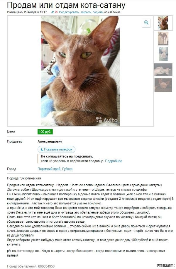 Из солянки