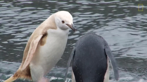 Редкий пингвин- блондин