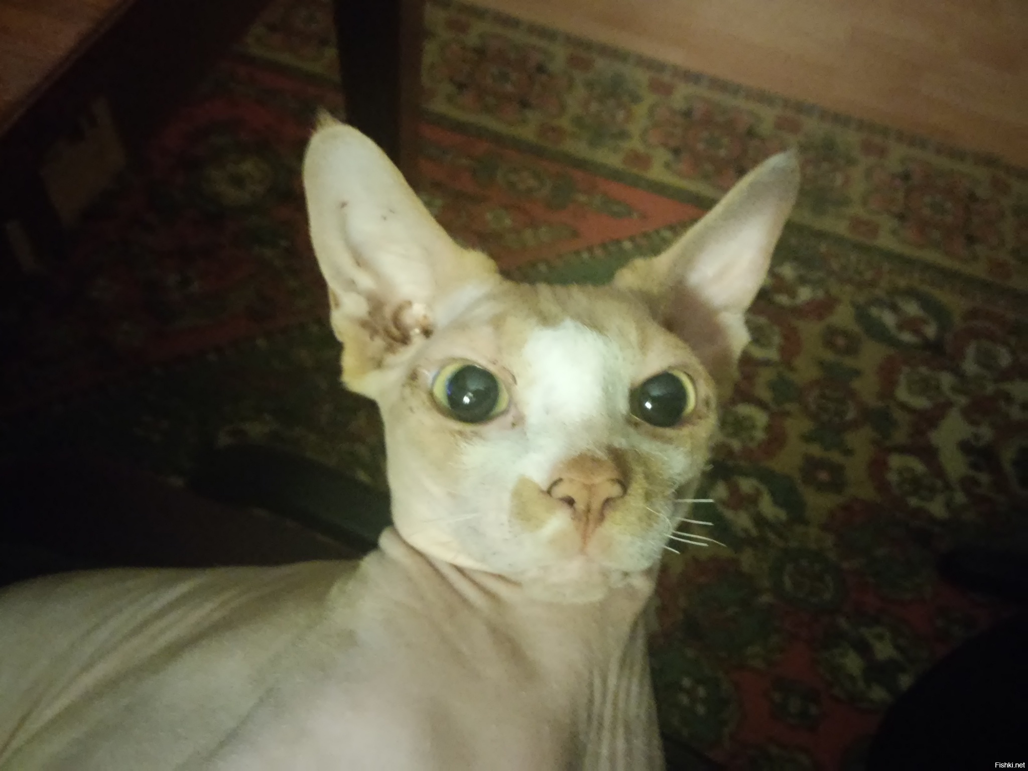Котик зевнул