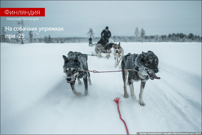 На собачьих упряжках