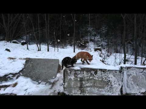 Не поделили золотые. Разборка Алисы с Базилио