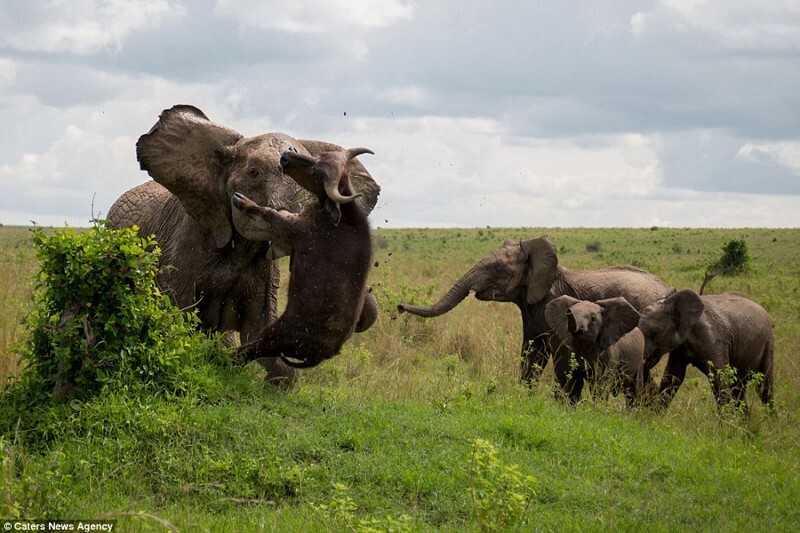 Трагическая встреча буйвола со слоном 