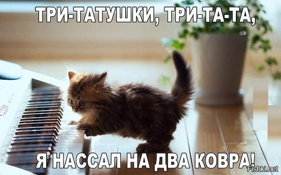 Из солянки