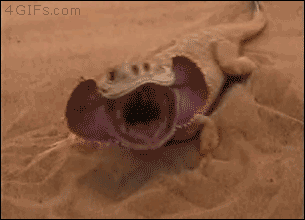 В любой непонятной ситуации прячься в песок