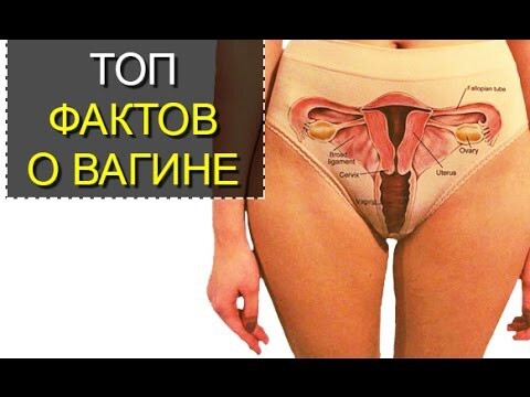 ТОП 5 необычных фактов о влагалище