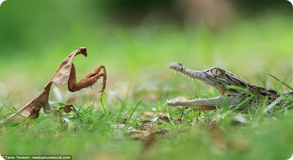 Встреча  богомола и детеныша крокодила