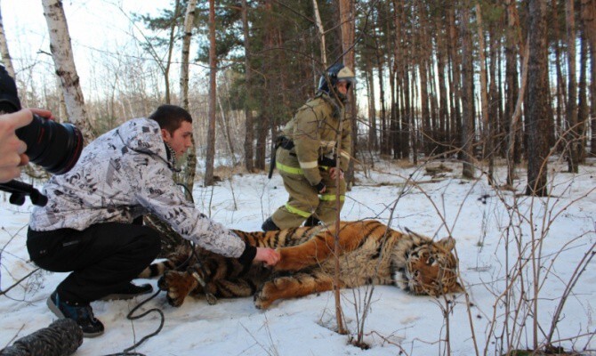 В Воронеже поймали сбежавшего из «Газели» тигра 