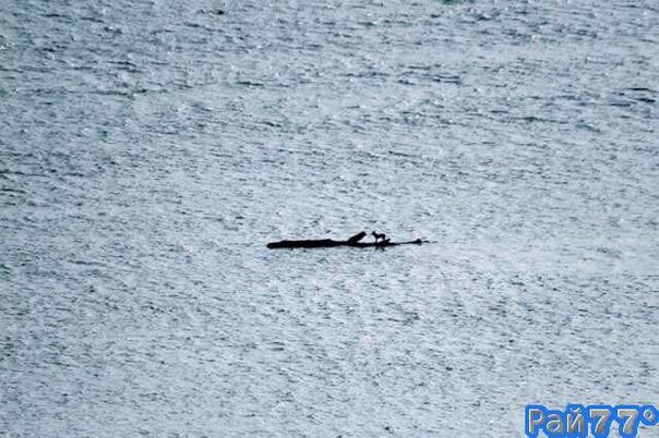 Несколько дней собака дрейфовала не бревне по просторам Тасманового моря