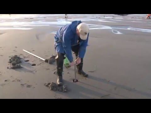 Оригинальный способ насобирать мидии в песке при отливе