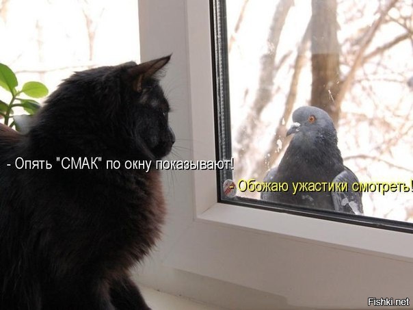 Из солянки