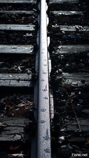 босиком по росе 