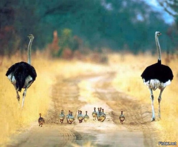 семья на прогулке  родители бдят