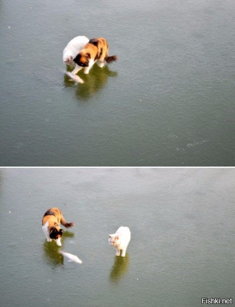 Похоже, они в полном недоумении 