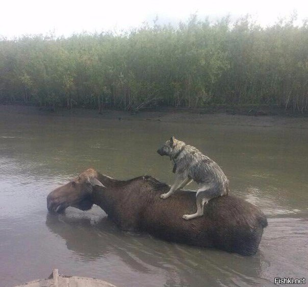 Собака на лосе