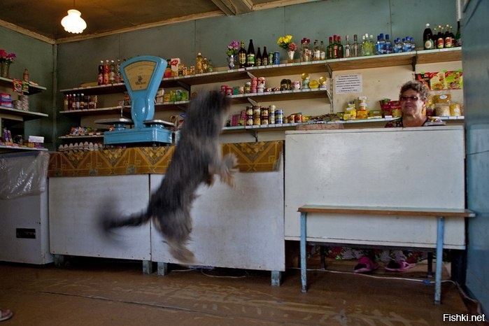 Зарабатывает на вкусняшку