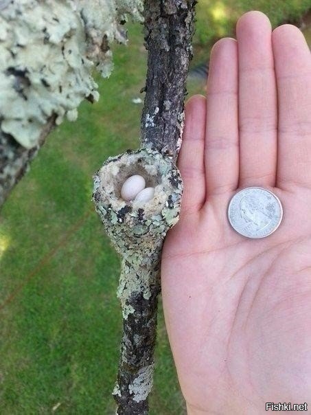 Гнездышко колибри