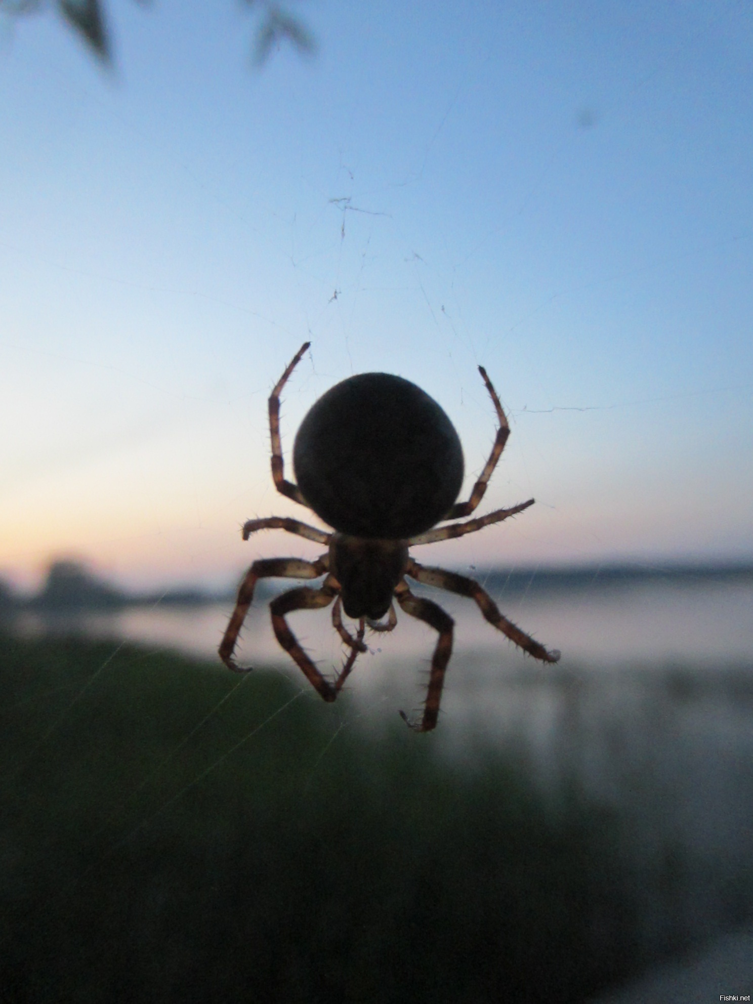 Вышел на вечернюю зорьку