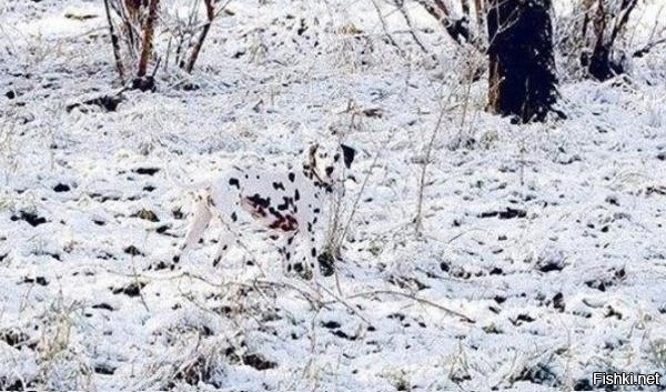 Маскировщик уровень Dog)))