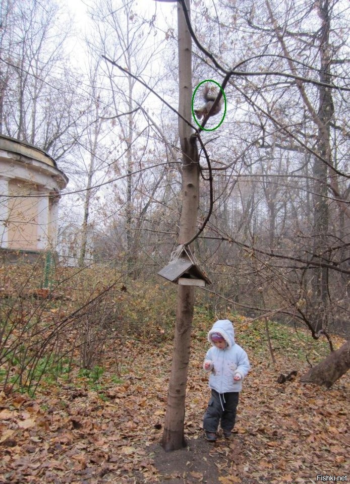 В прятки с белкой - белка выигрывает