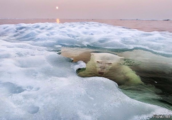 Удивительный снимок белого медведя
