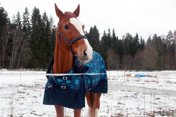 Конь в пальто