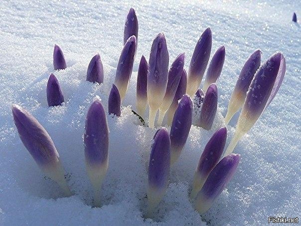 А где-то под снегом уже тихонько дышит весна 